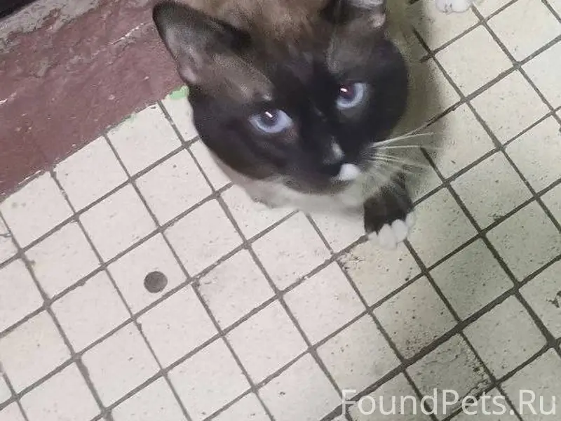 МО, Ступино. Найден кот сиамск...