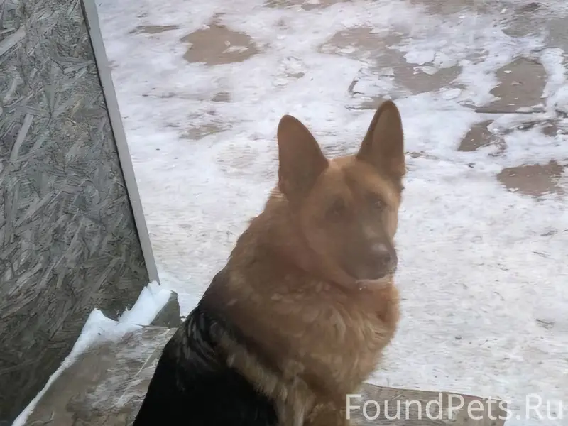 Срочно!Потерялась собака.Немец...