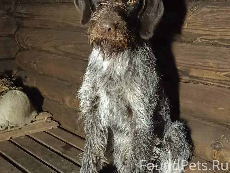 Пропала собака, если кто-то ви...