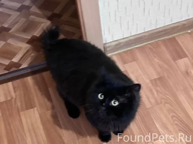 Найден кот! 28.12.25 на...