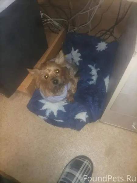 Потерялась собака район пос. С...