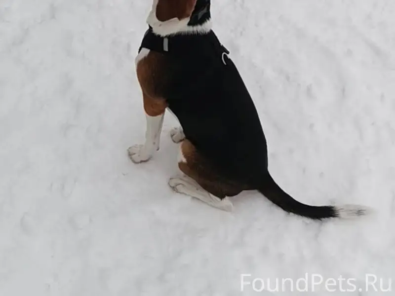 28 декабря около 21:30 убежала...