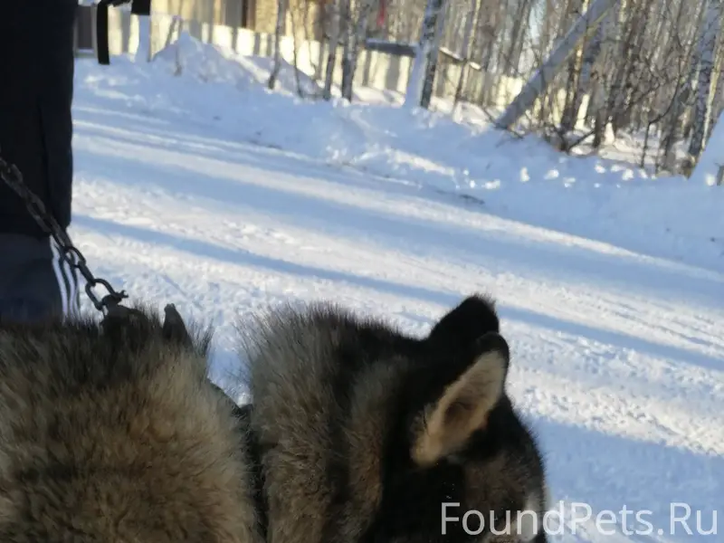 Нашлась собака в Лесном-1, бег...