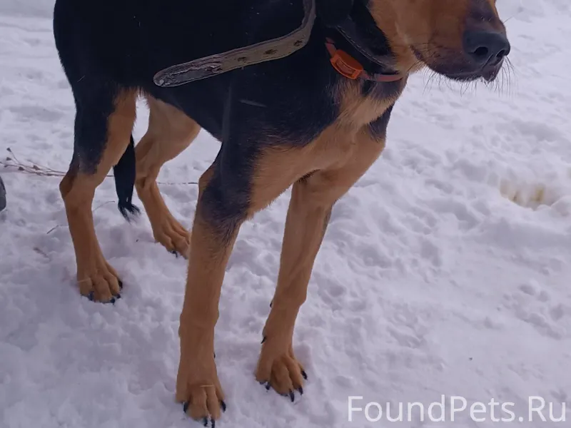 ВНИМАНИЕ ‼️Найдена собака‼️ В ...