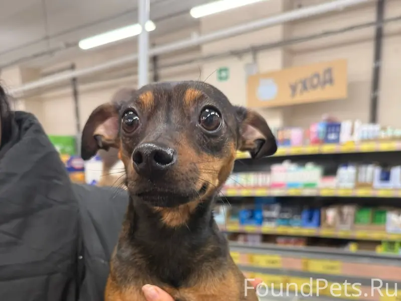 Опубликуйте, пожалуйста! В Чиж...