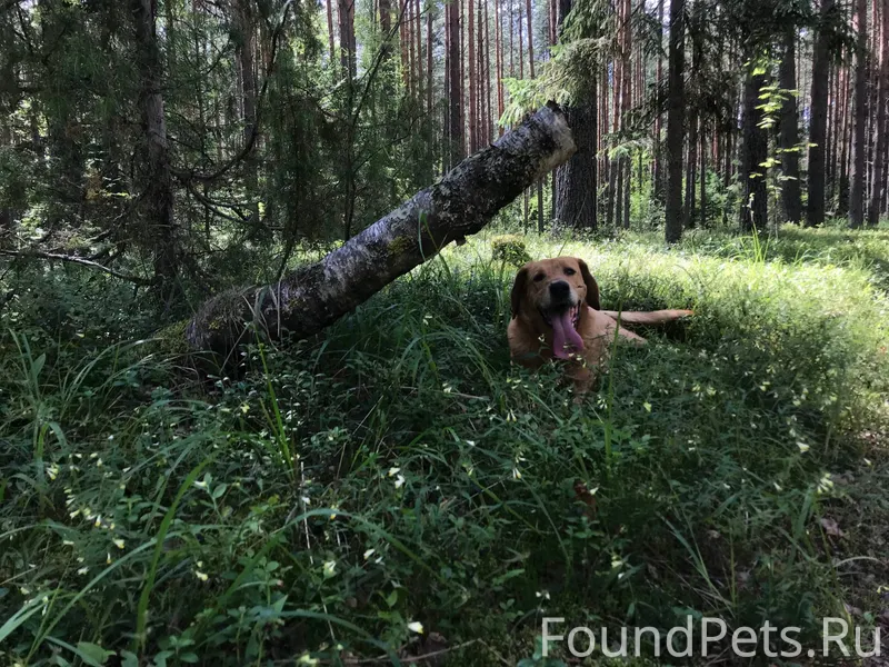 Пропал пёс в районе родника у....