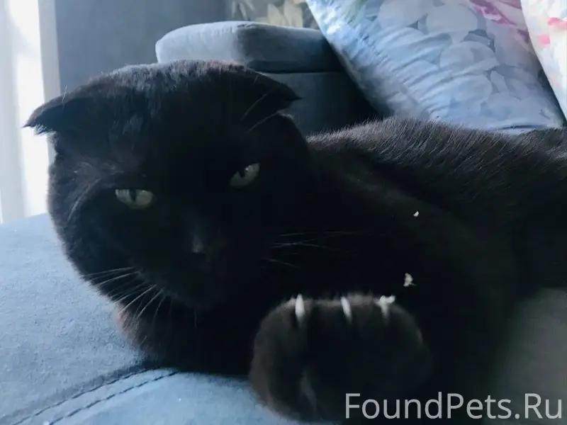 ❗Пропал кот в районе горки, зо...