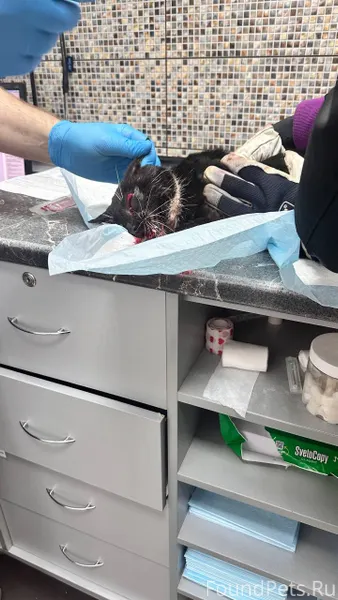 На печатной был найден кот .ег...