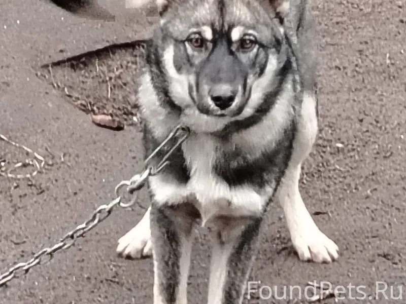 Потерялась собака мальчик, кли...