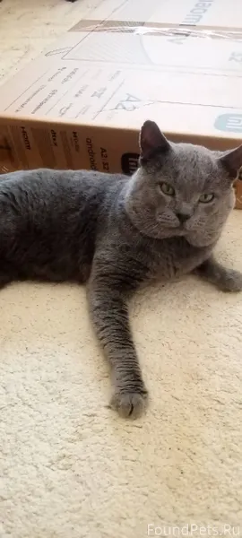 #Калуга Найден британский кот,...