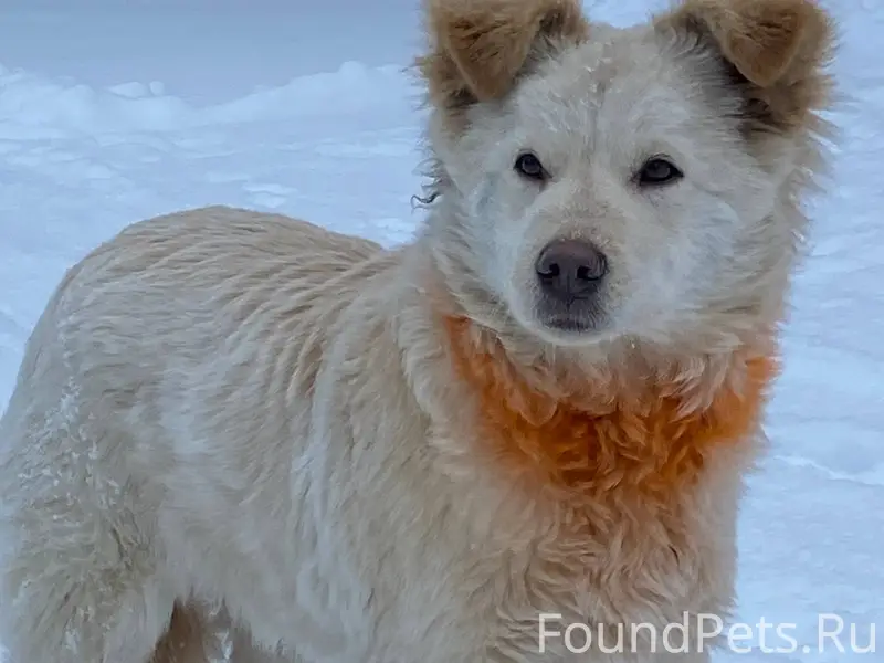 Найдена собака! 2 недели назад...