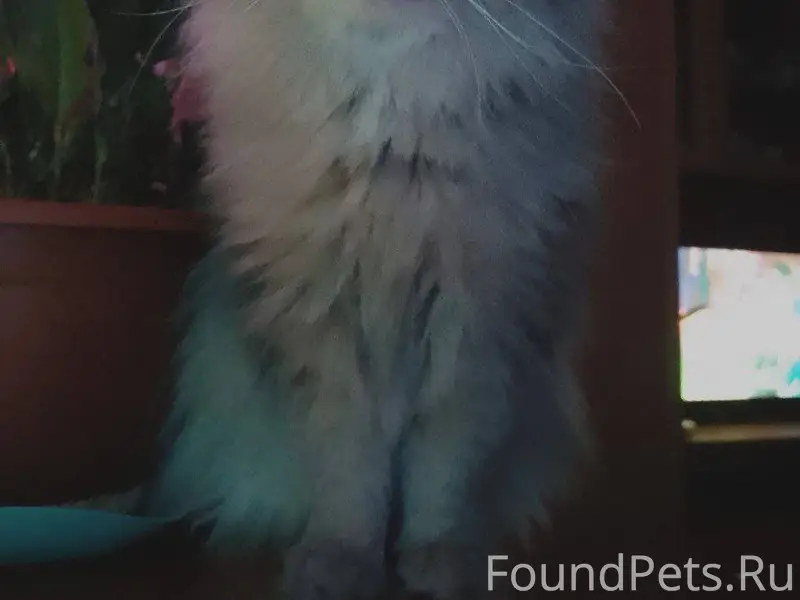 Пропал кот. Просьба кто увидит...