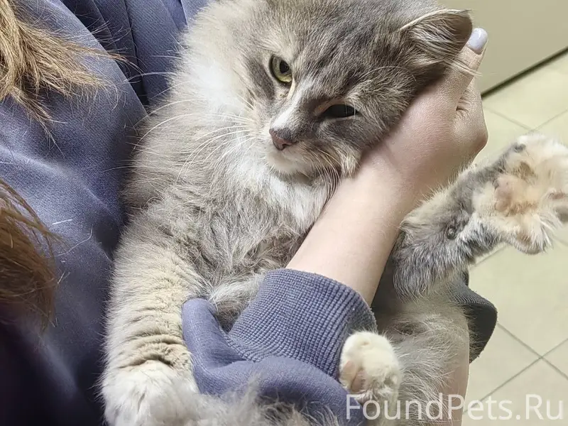 Добрый день! Найдена кошка на ...
