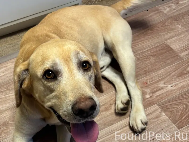 Добрый день! У кого потерялись...