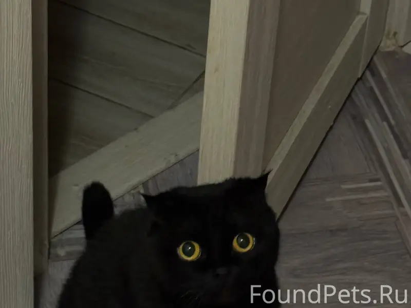 Добрый день. 28.12.25 пропал.....