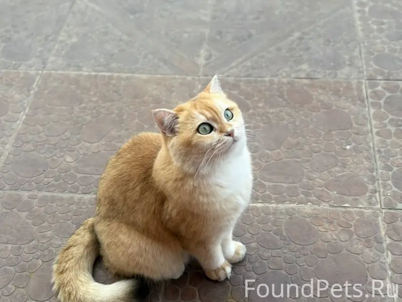 Пропал кот!!! Сегодня (29 дека...