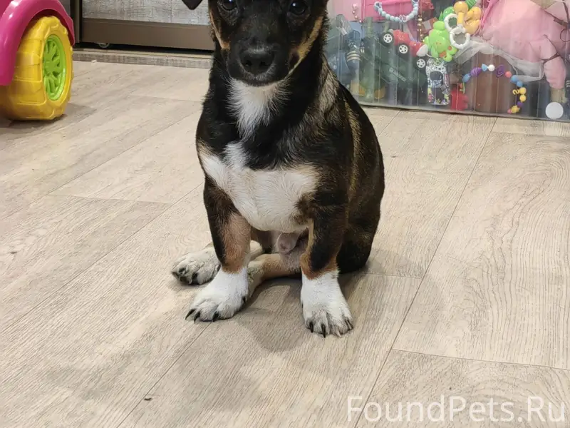 Найден щенок, Шелехов, 1 мкр. ...