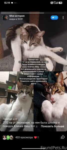 Пропал кот 27.12 на ул...