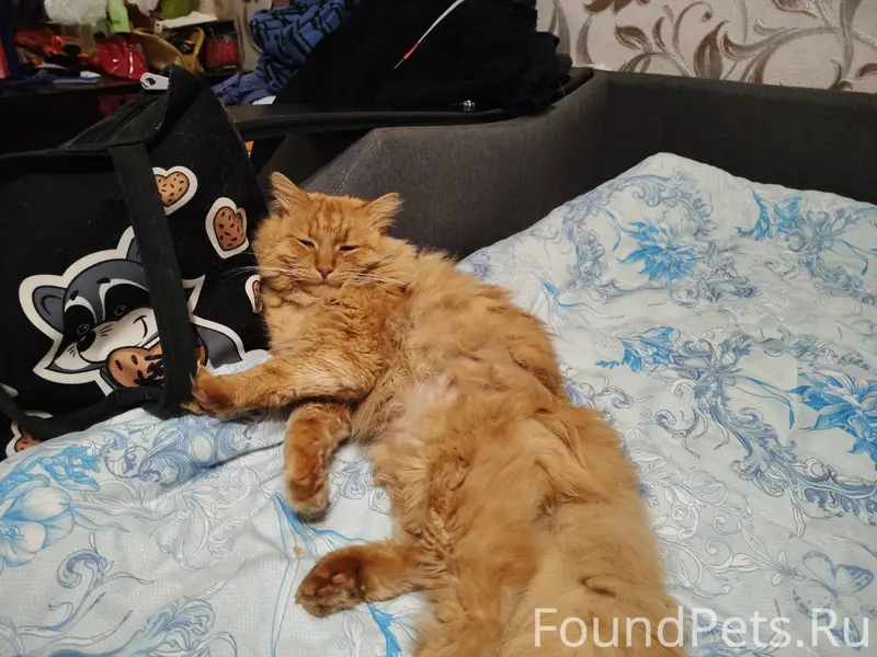 Пропал кот неделю назад, зовут...