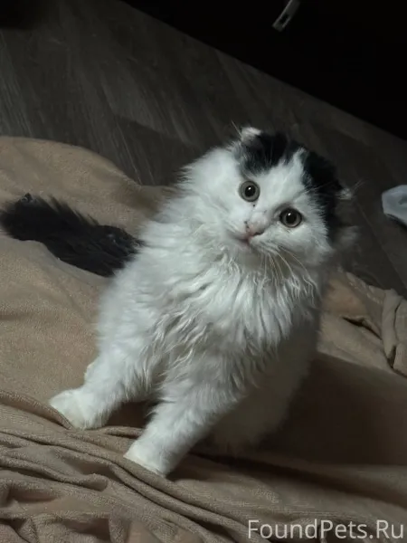 ❗️пропал котенок адрес:ново-ст...