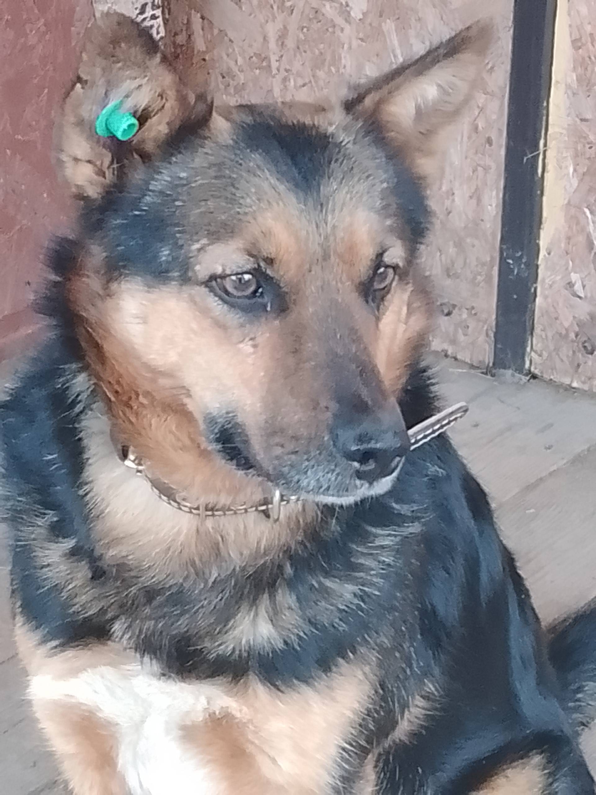 Потерялась собака. Среднего ра...