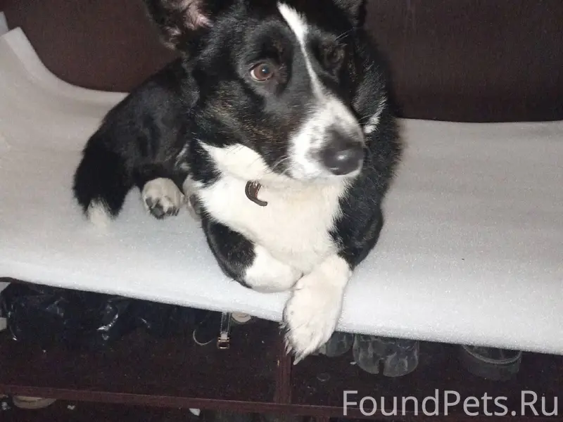 Кто потерял собаку?? Звоните 9...