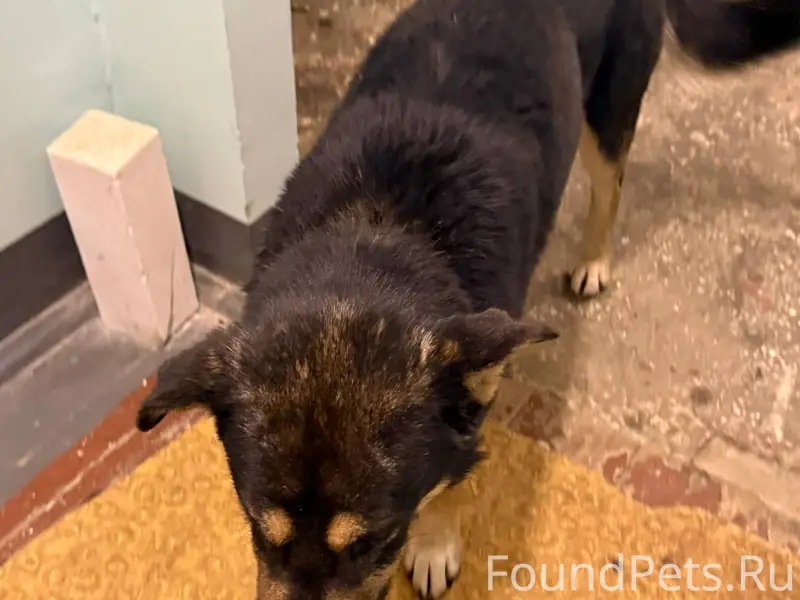 Найдена собака, прибился по ул...