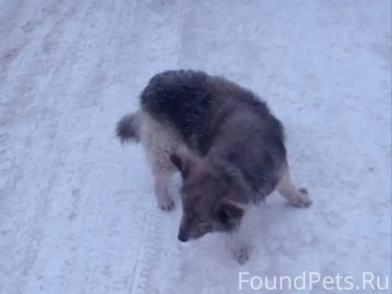 ❗🐕Ищем срочно хозяина. Молодая...