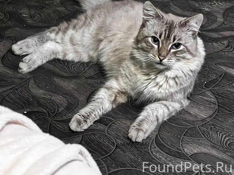 Пропал кот . Откликается на Ма...