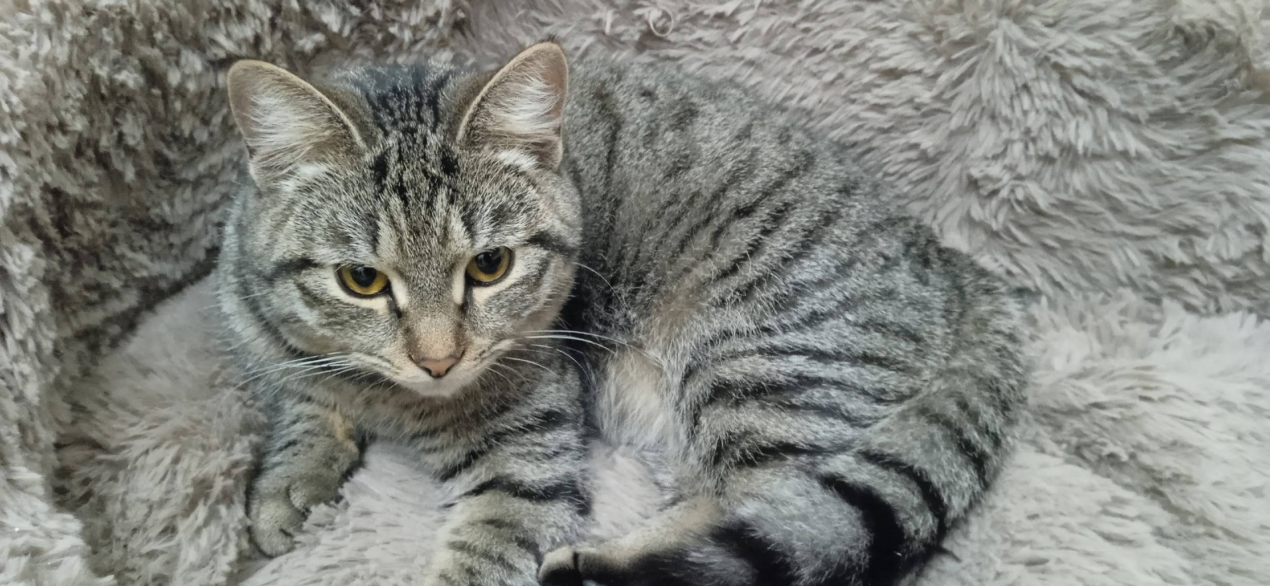 Найдена кошка в районе Ашана 6...