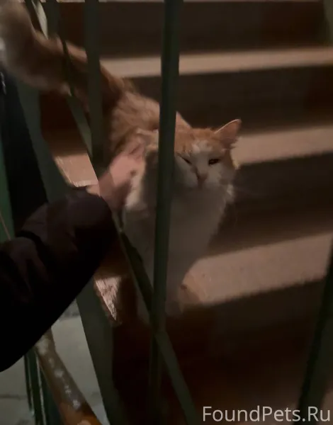 #Калуга Найдена кошка/кот в по...