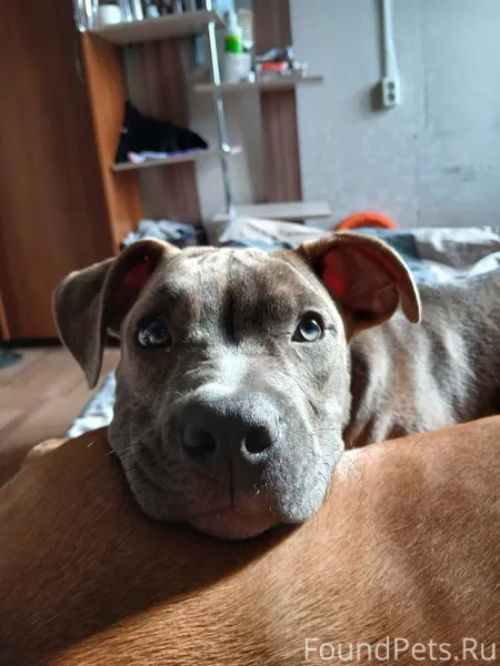 ❗❗❗ПРОПАЛА СОБАКА❗❗❗ г.Рославл...