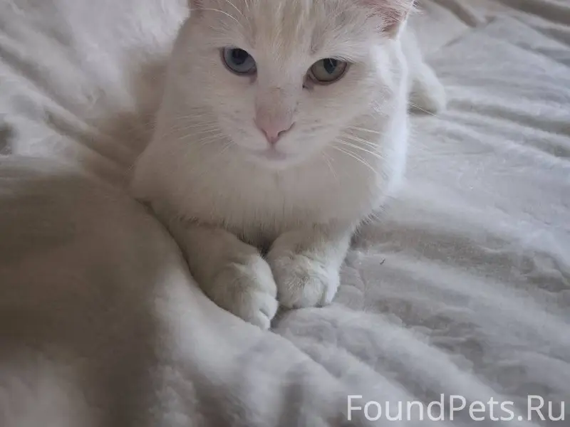 Пропал кот Каспер 2 годика. Уш...