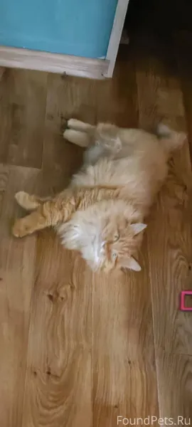 Пропал кот. Спрыгнул с балкона...