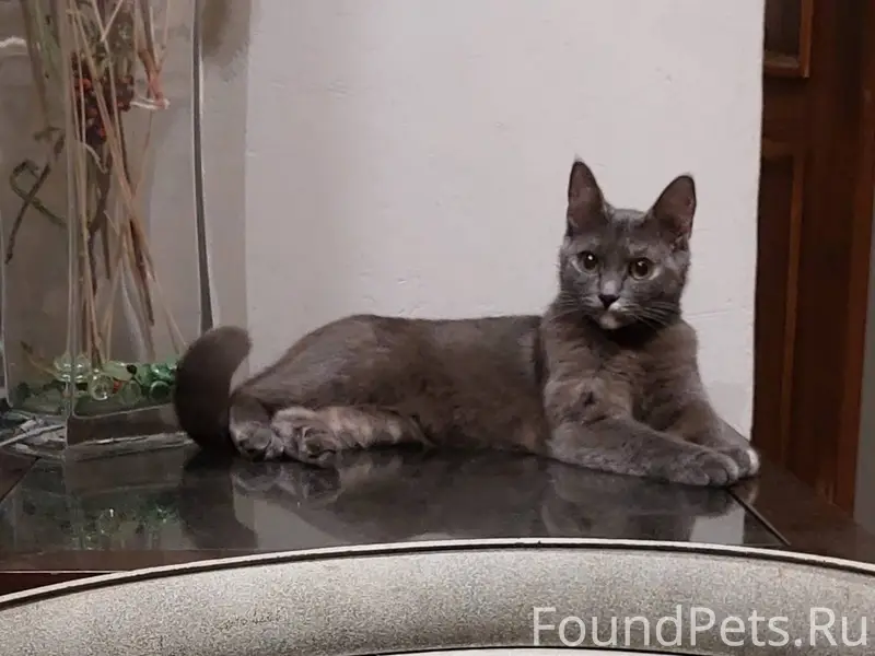 SOS. ПРОПАЛА КОШКА. Просьба ве...