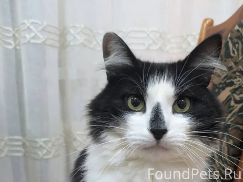 Пропал кот на улице Мира!!! Кт...