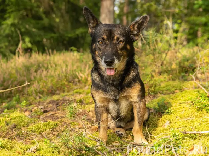 Пропала собака по кличке Граф ...