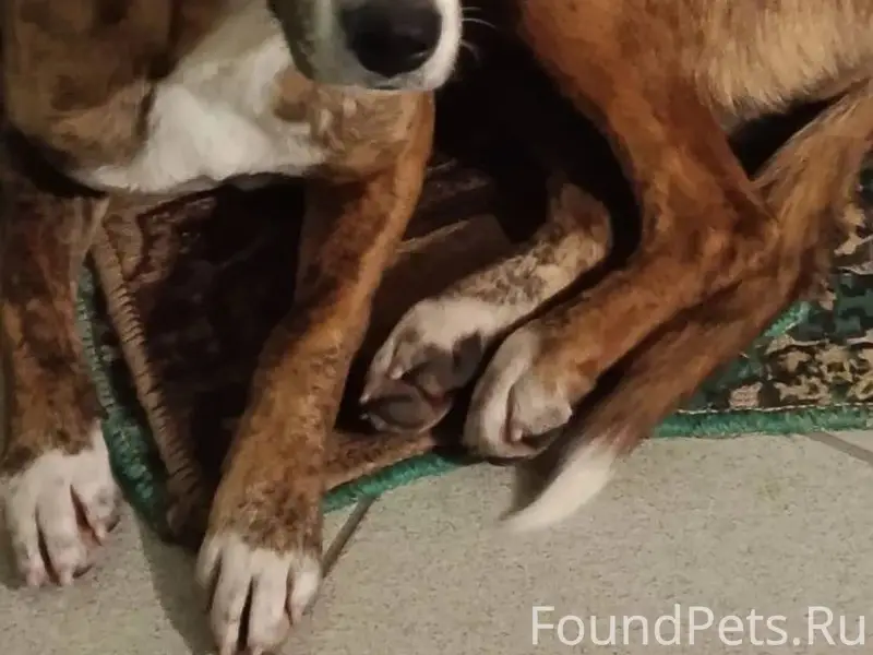 Добрый вечер. Нашли собаку в р...