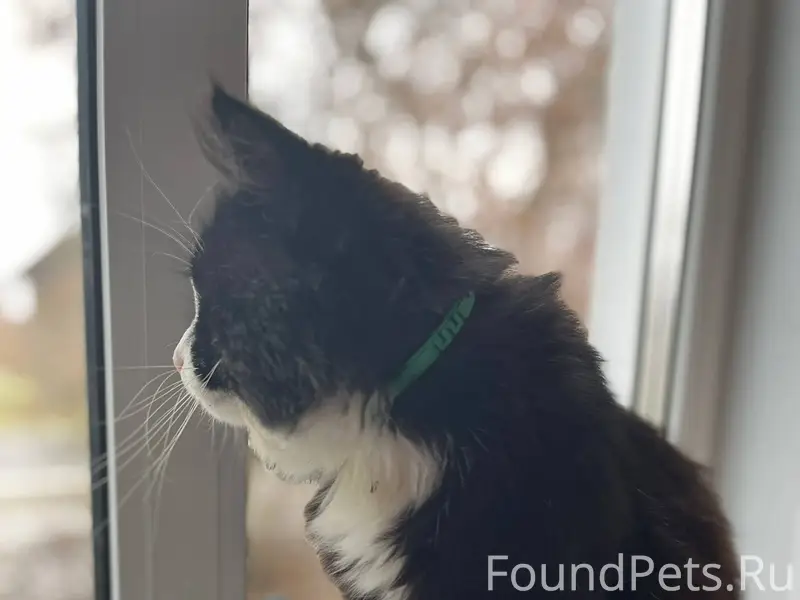 Пропал кот на улице Щелокова, ...