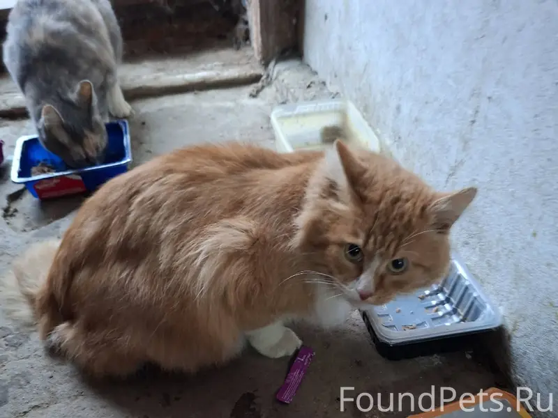 Найден кот (или кошка) Прибилс...
