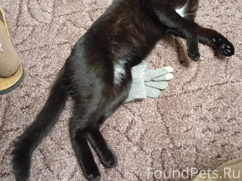 Пропал кот, ну как пропал, мам...