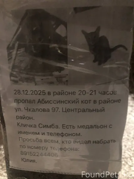 Пропал кот! Объявление на Ул. ...