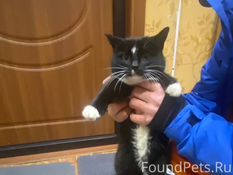 Найдена кошка в подъезде 7 сев...