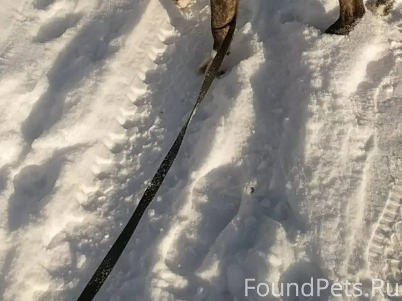 Ребята, у меня пропала собака,...