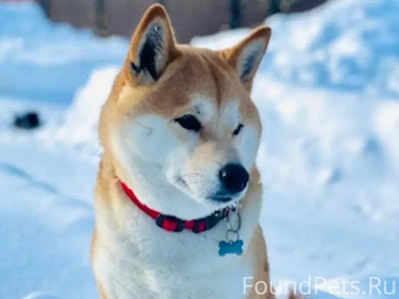 Добрый день! Потерялась собака...