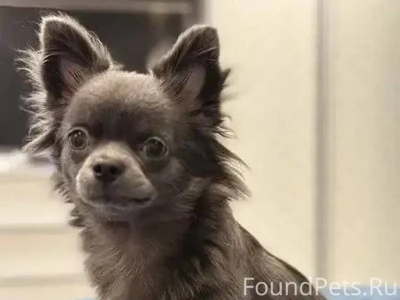 🚨ПРОПАЛА СОБАКА🚨 МО. г.Балаших...