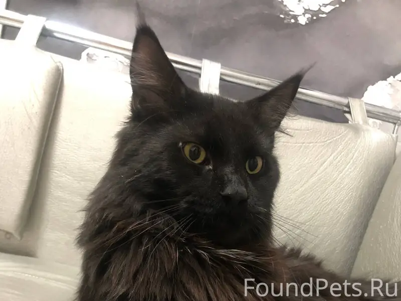 Пропал кот мейн-кун черного цв...