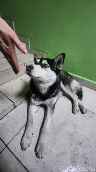 Улан-Удэ Срочно ищем хозяина !...