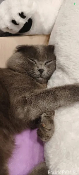 Пропал кот во 2 микрорайоне! П...