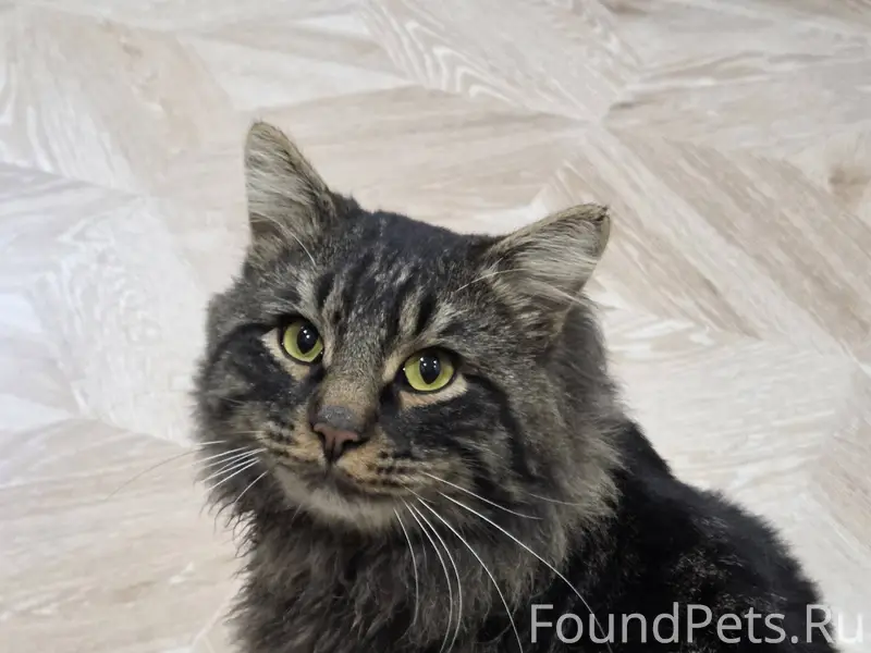 Пропал кот 17 декабря в районе...